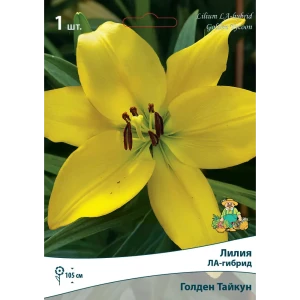 Лилии ЛА-гибриды Голден Тайкун 82530216 STLM-2163552