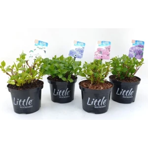 Гортензия макрофила микс ø17 h20 см