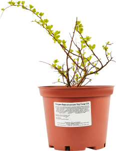 Саженец Спиреи Березолистной Тор Голд - многолетний цветущий кустарник 84815589