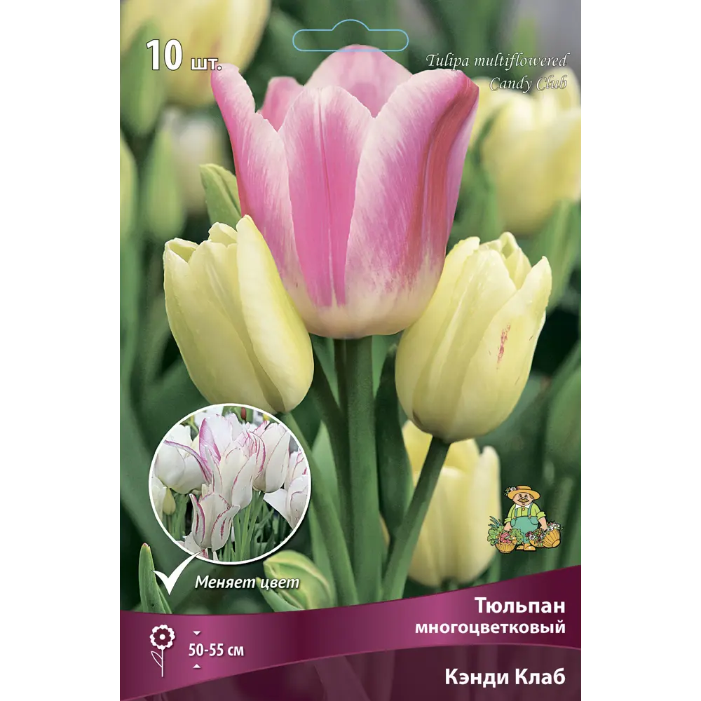 Тюльпан многоцветковый Кэнди Клаб ПОИСК - розово-белое очарование 89381316 STLM-1571651