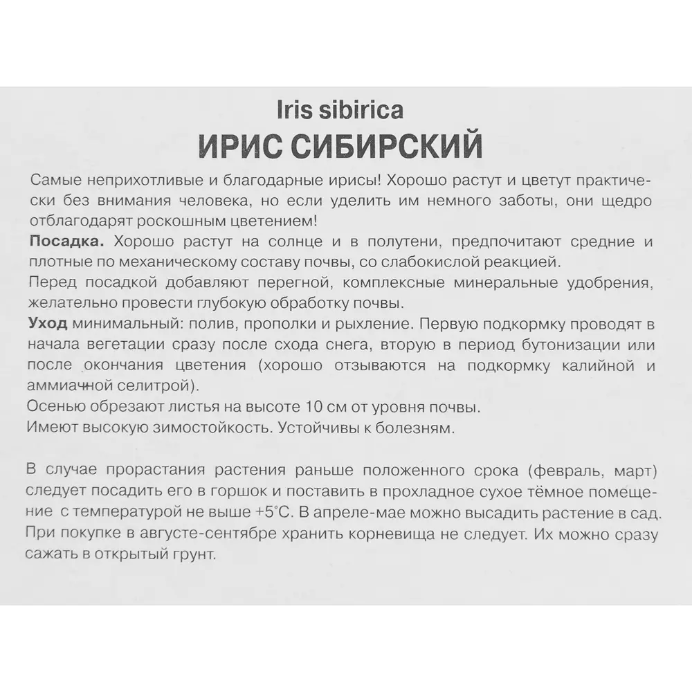 Ирис сибирский Шугар Раш 1 шт. 83588521 STLM-2045037 Santreyd  - Вид №2