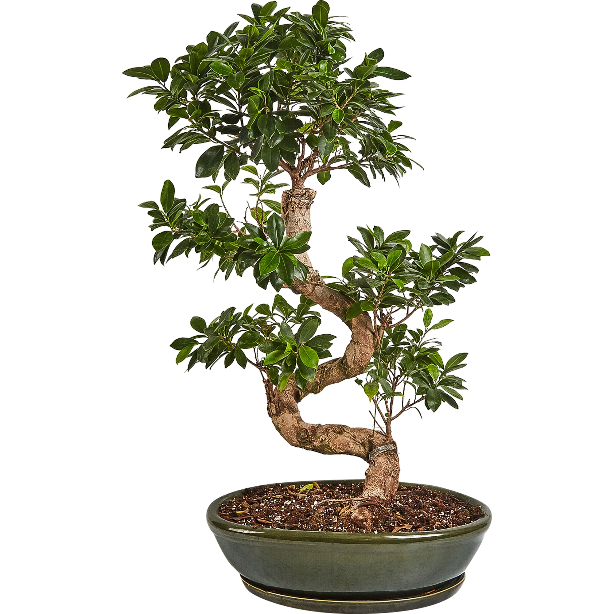 82849688 Фикус "S-type" в кашпо 45х100 см Santreyd 