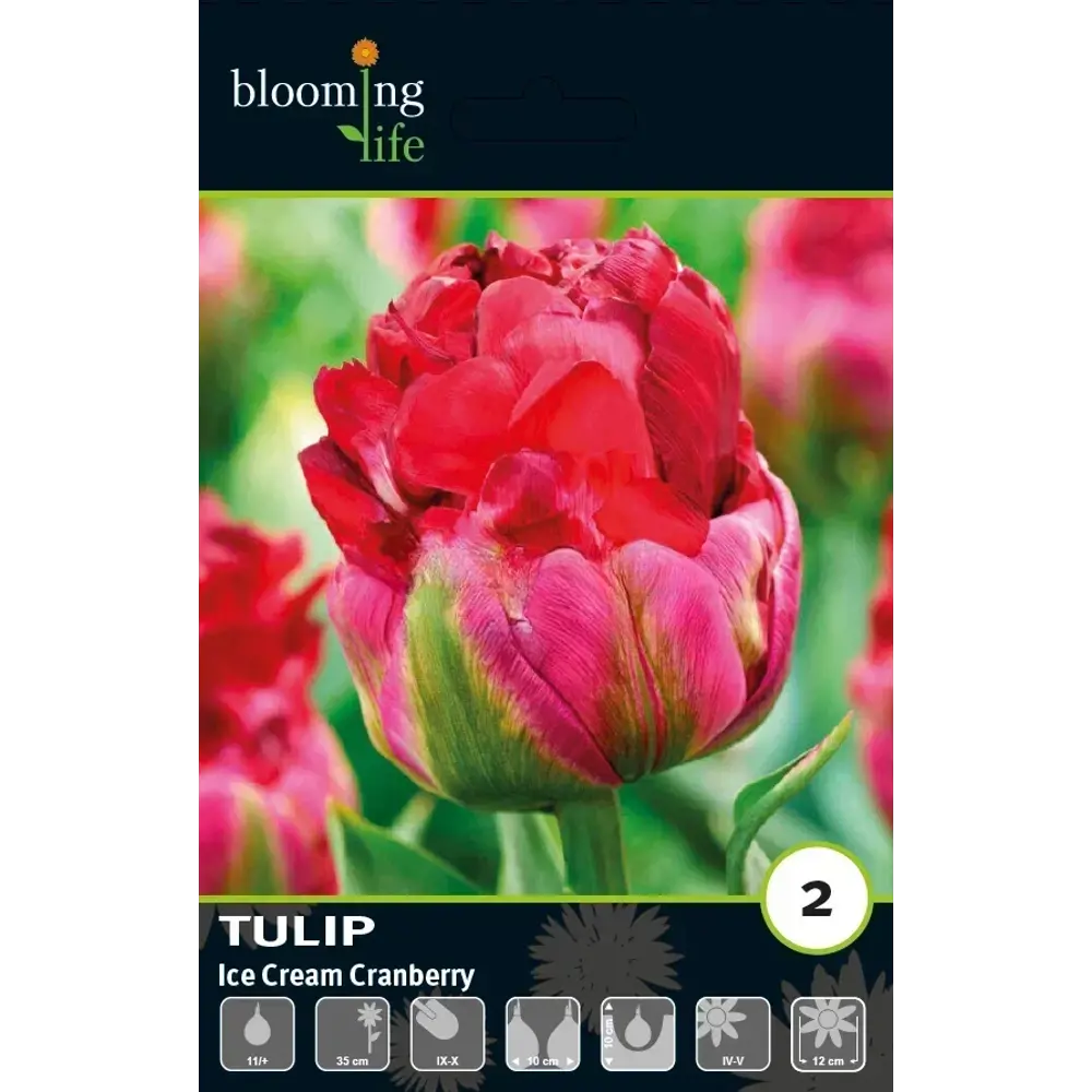 Луковицы тюльпана махрового позднего Айс Крим Кренберри 11/12 89433005 Santreyd STLM-1580285