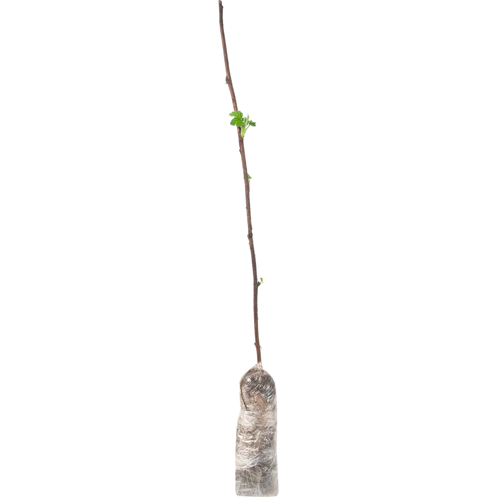 Малина Золотые купола в тубе 82539568 STLM-2081946 BOTANIC COLLECTION  - Вид №1