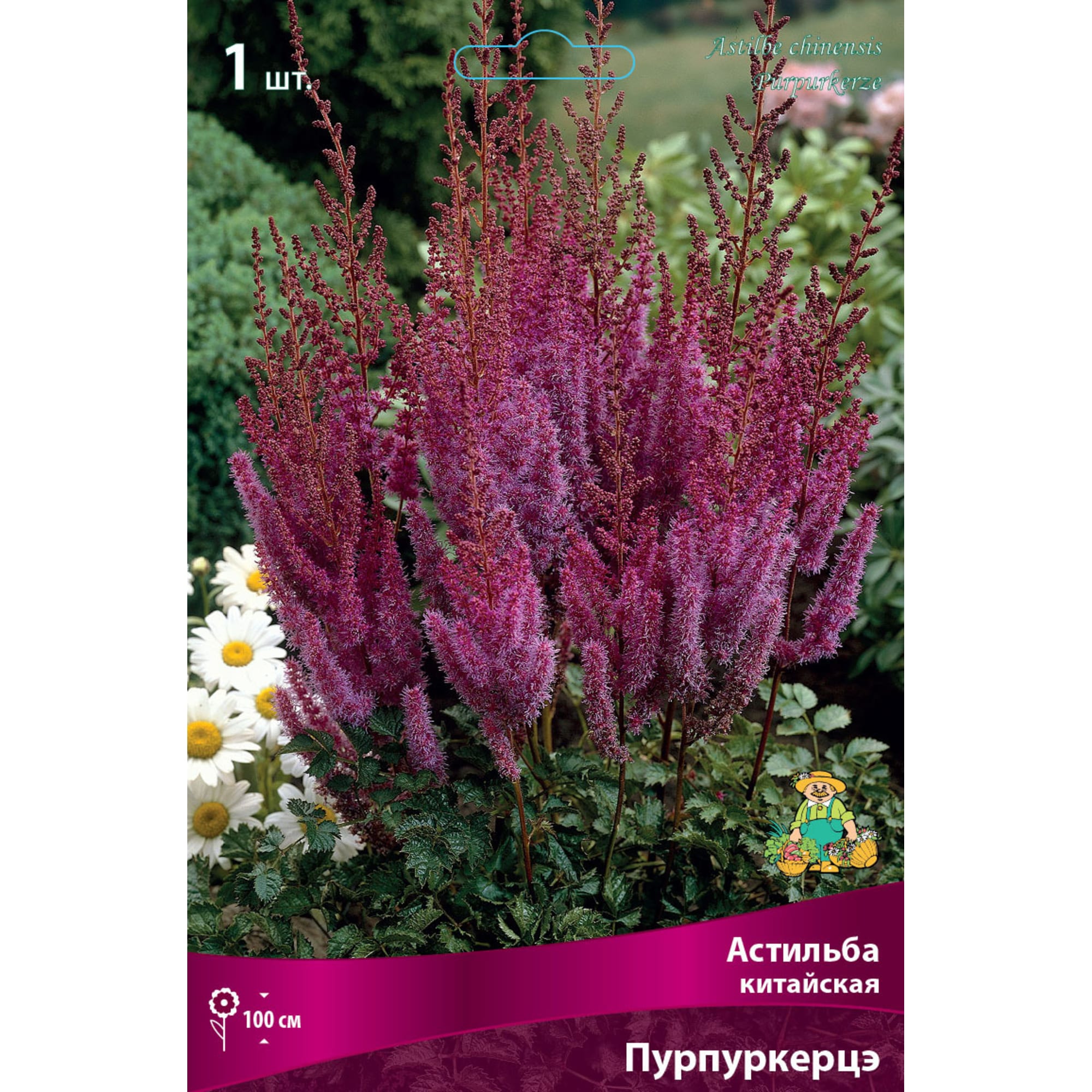 82661813 Астильба китайская «Пурпуркерцэ» разбор I Santreyd 