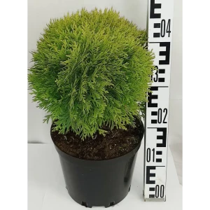Туя западная «Мириам» 22x30 см 82550334 STLM-2129120