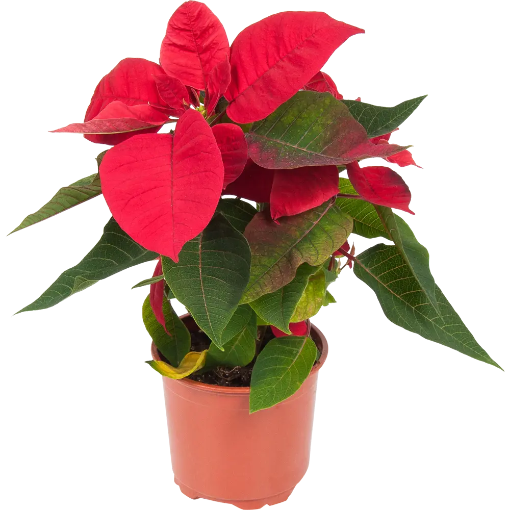 82941550 Пуансеттия микс 13 см STLM-1354465 Santreyd 