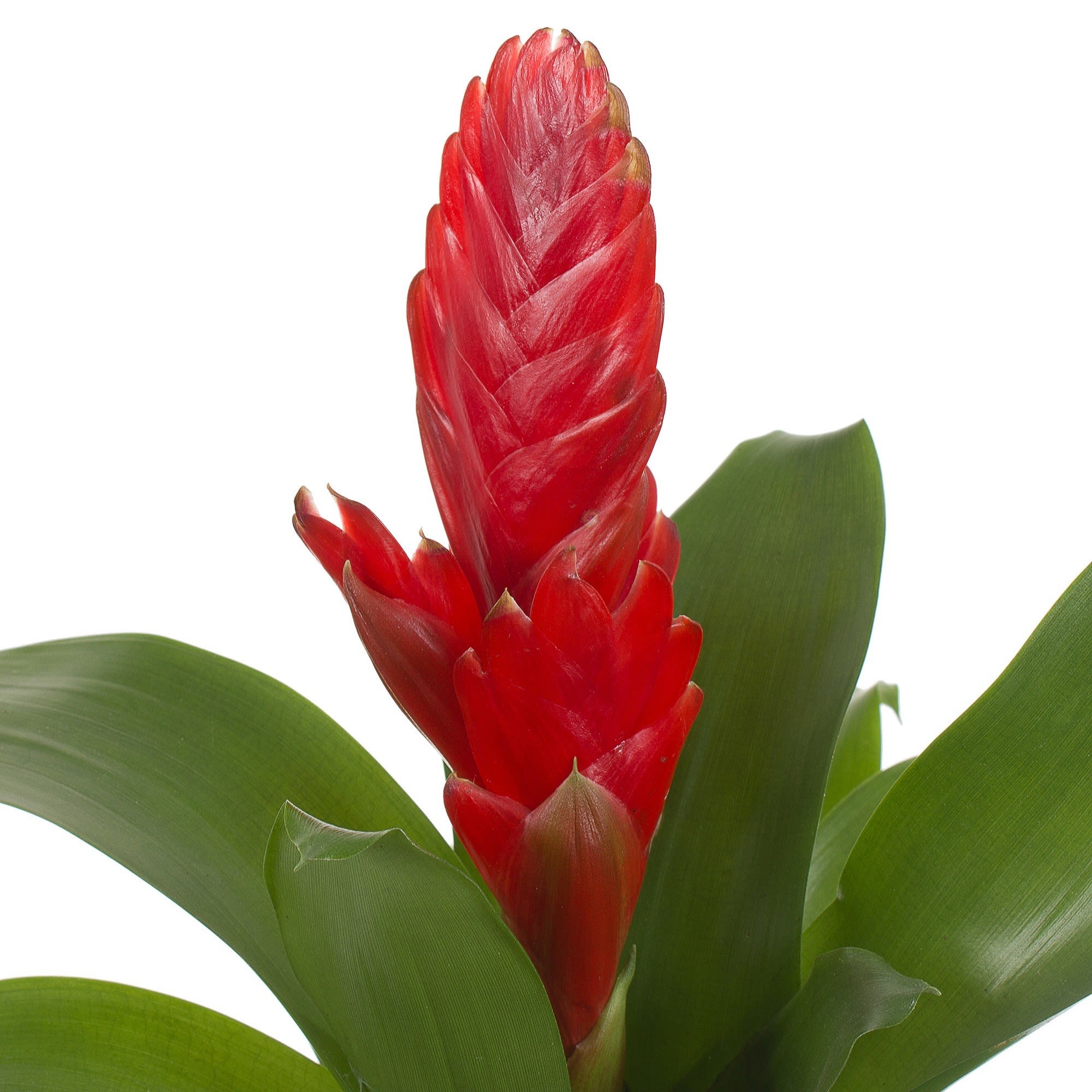 18785871 Вриезия «Каллисто» D9 H35 Santreyd  - Вид №1