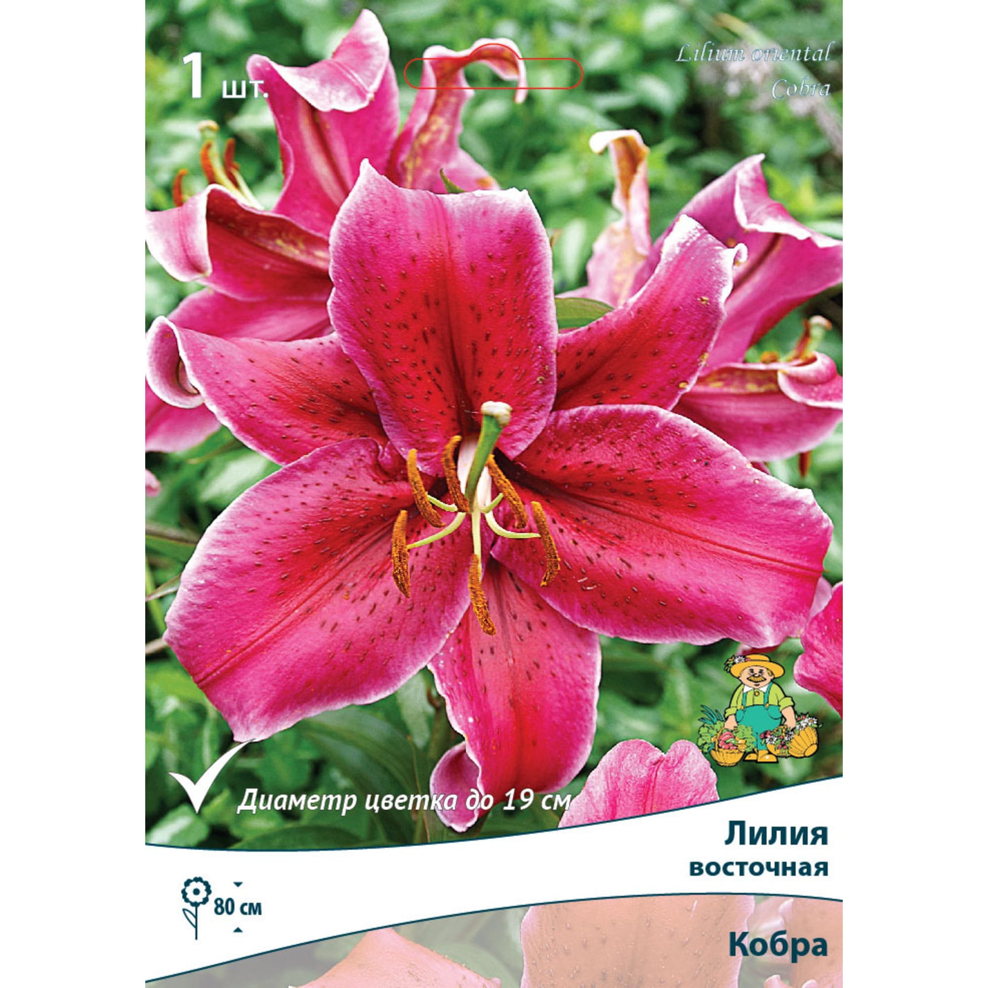 83597438 Лилия восточная Кобра луковица 12/14 Santreyd 