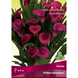 Калла Ройал Принцесс 14/16, 1 шт 82530350 STLM-2123850