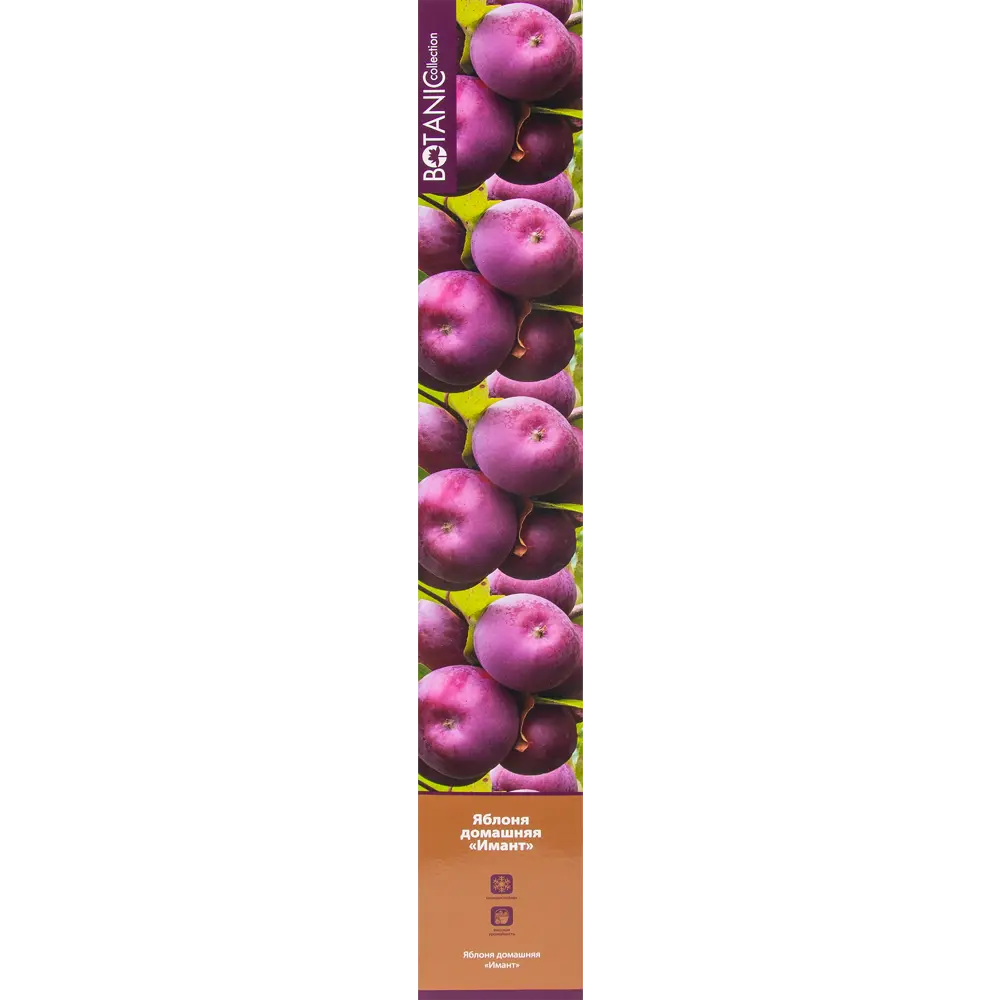 Яблоня Имант в тубе 82539585 STLM-2006025 BOTANIC COLLECTION 