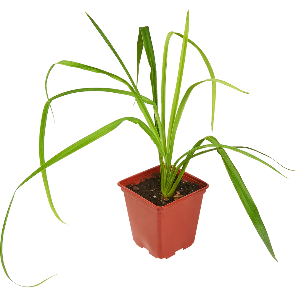 Santreyd Лилейник многолетний - яркий фонтан красок в вашем саду 82741501 STLM-0035252