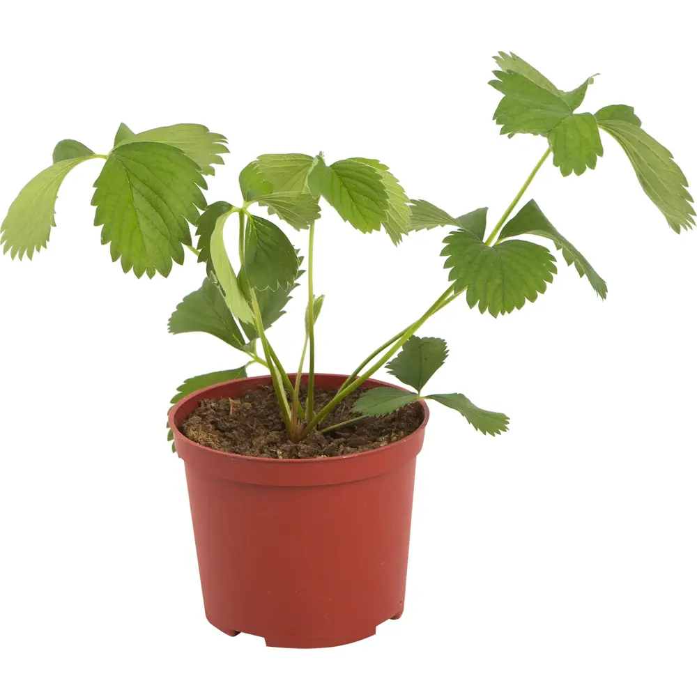 Земляника ремонтантная ø14 h20 см Santreyd STLM-2109790