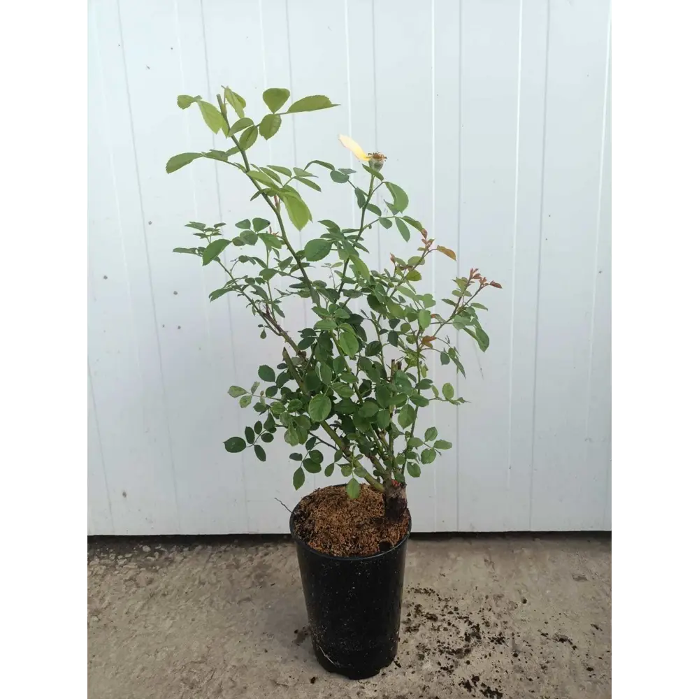 Роза Хансэштард ø19 h25 - 35 см Santreyd STLM-2191104