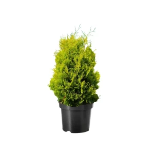 Туя западная Голден Брабант ø38 h208 см