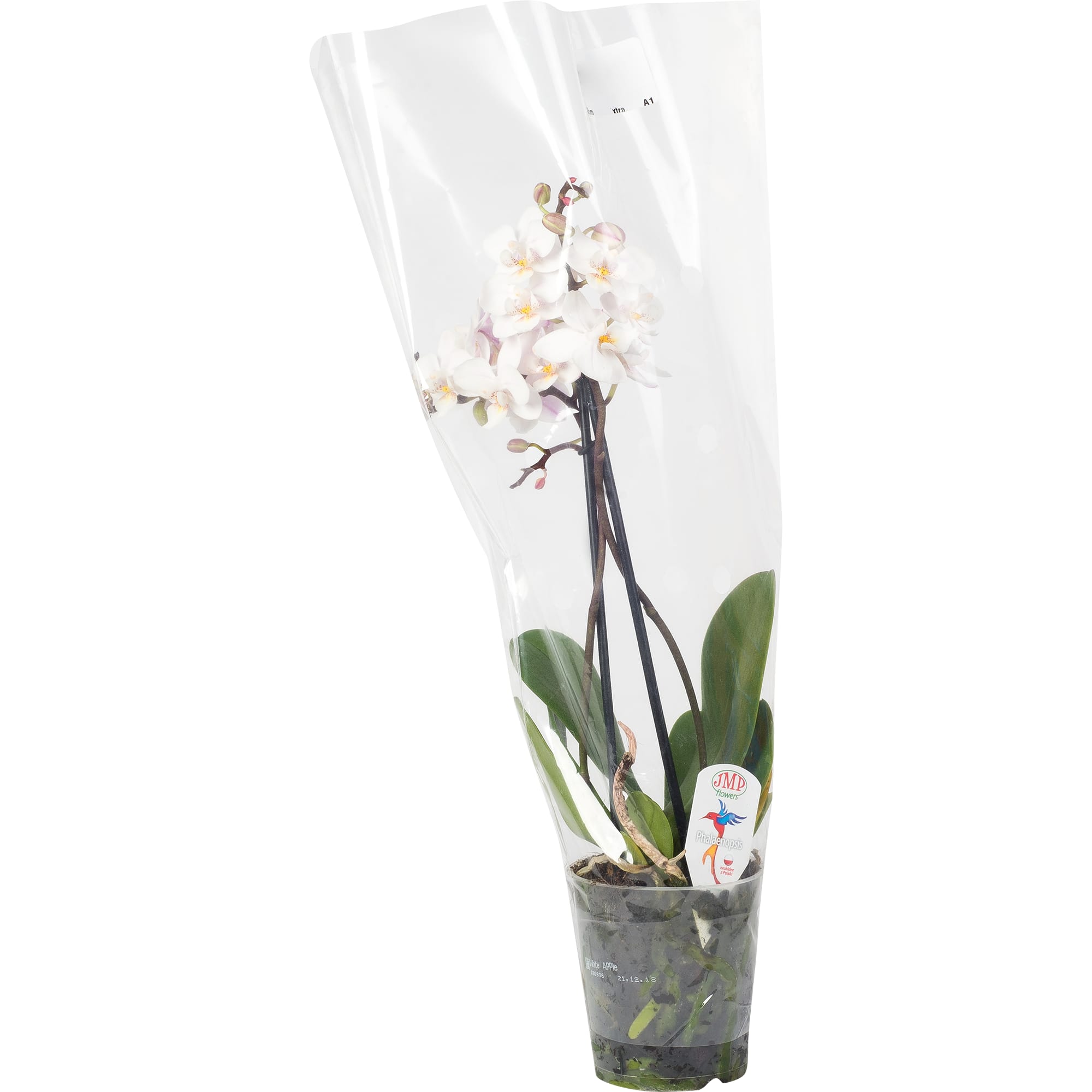 82330251 Орхидея Фаленопсис Супер экстра микс 1 стебель ø9 h40 см Santreyd  - Вид №2