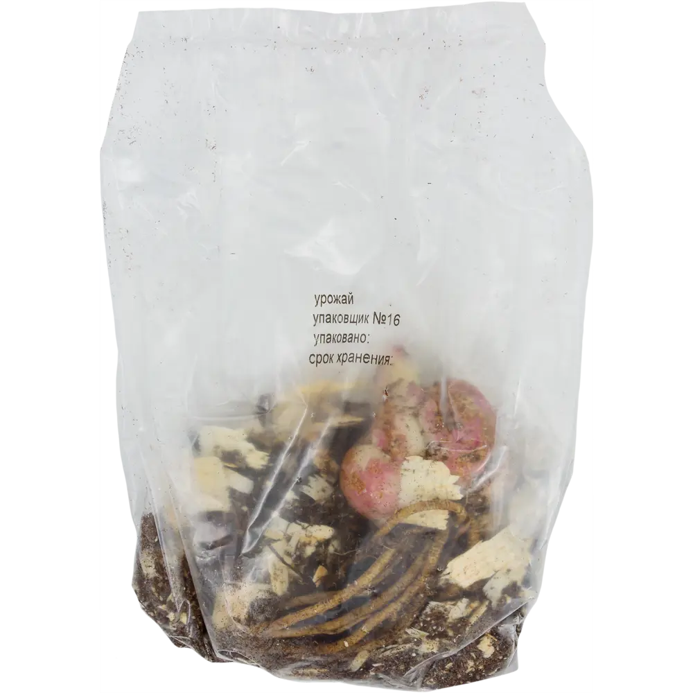 Santreyd Лилия Блэк Аут - насыщенно-красные азиатские гибриды для сада 82118708 STLM-0953740 - Вид №1