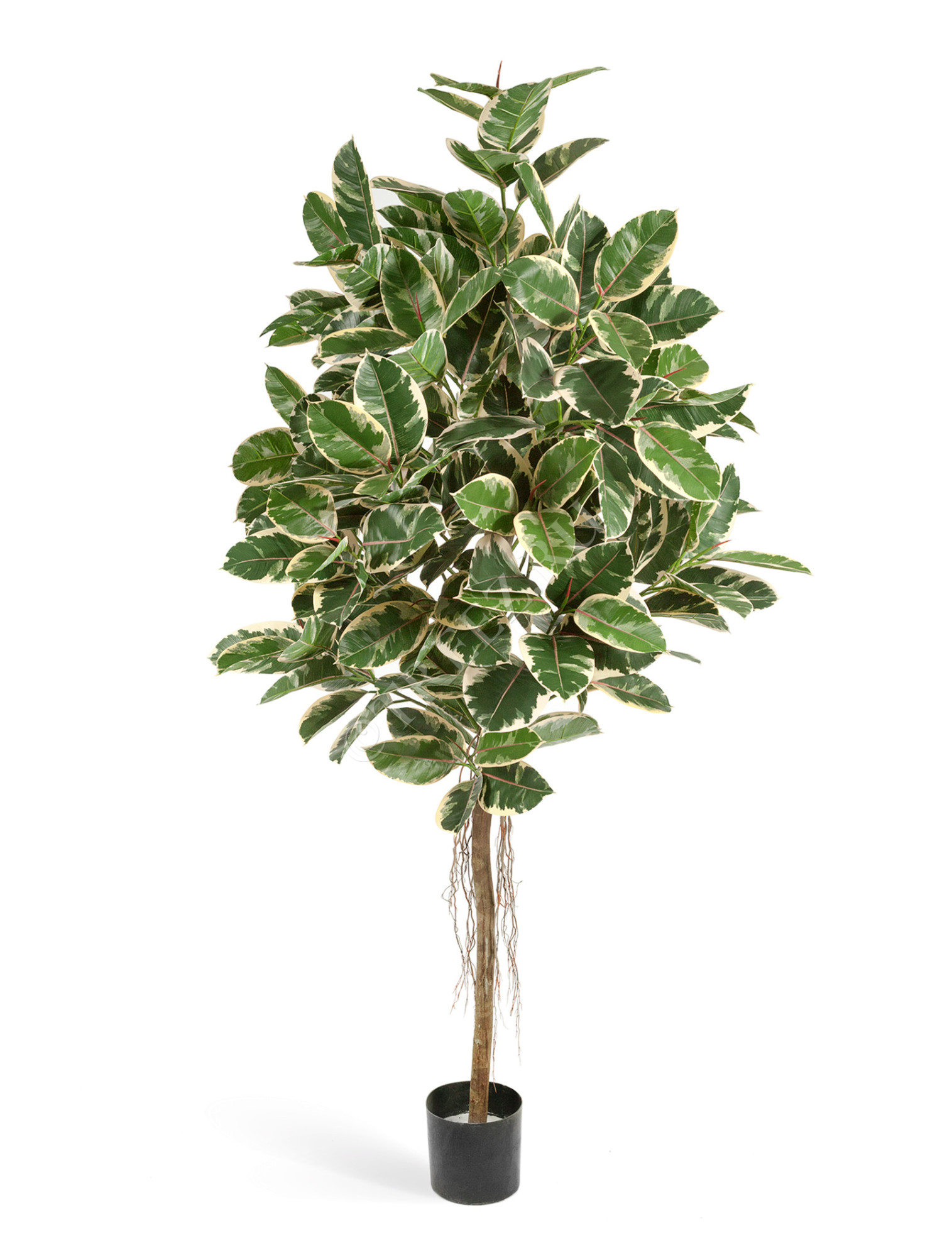 10.33405NW Фикус Эластика пёстрый Цветочная коллекция 