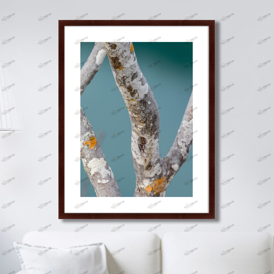 Фотокартина в раме 78,5х100 см Trees on the Galapagos Islands, Ecuador No3 КАРТИНЫ В КВАРТИРУ  264887 Голубой;серый;разноцветный 