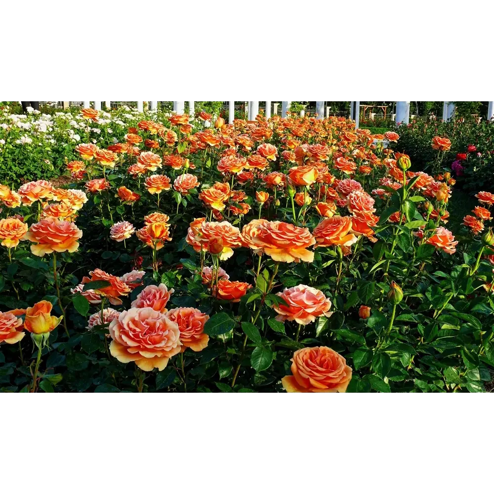 Роза чайно-гибридная Ашрам ø22 h60 см 89137904 STLM-2001585 PLANTMARKET 