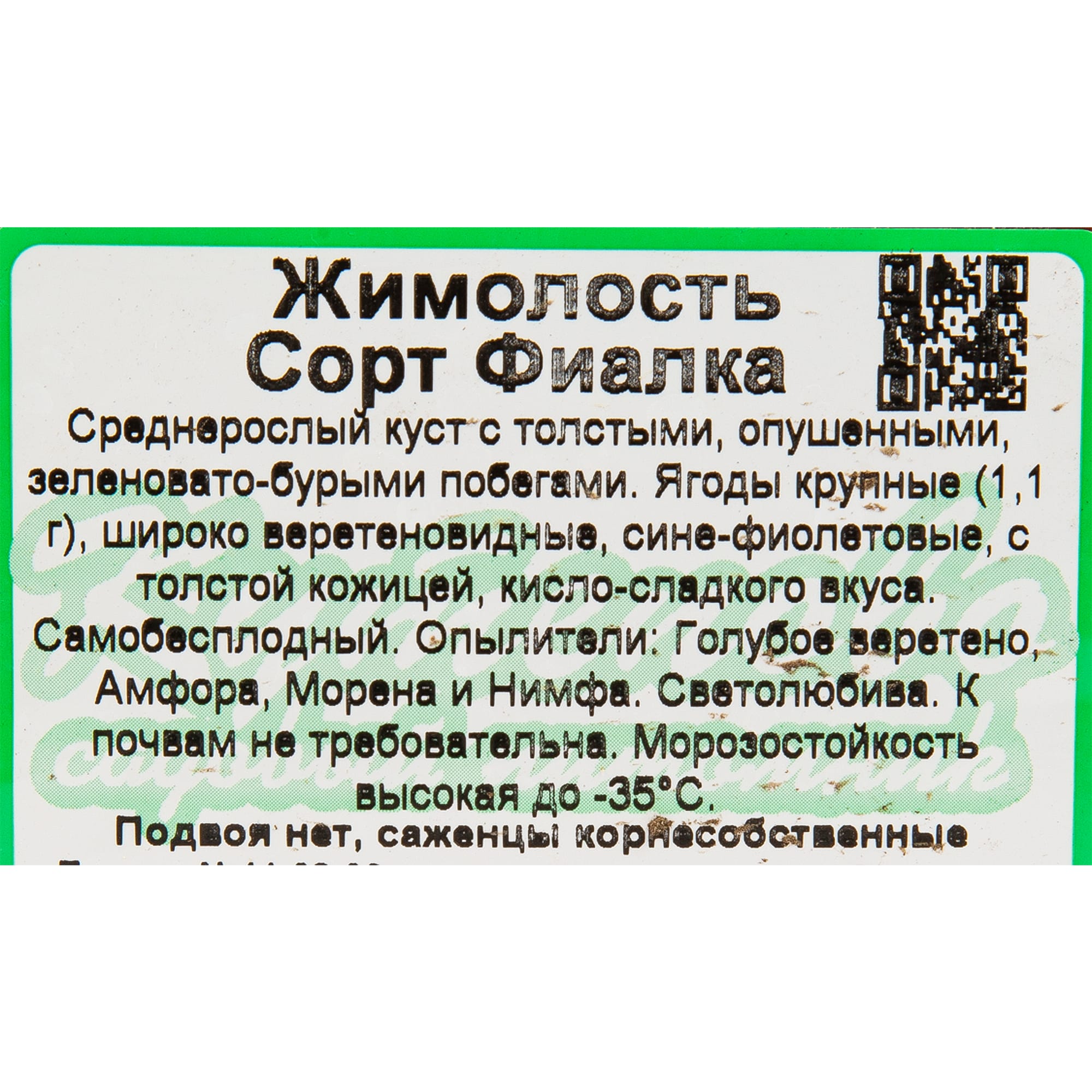 82597076 Жимолость плодовая «Фиалка» C3 высота 50 см Santreyd  - Вид №1