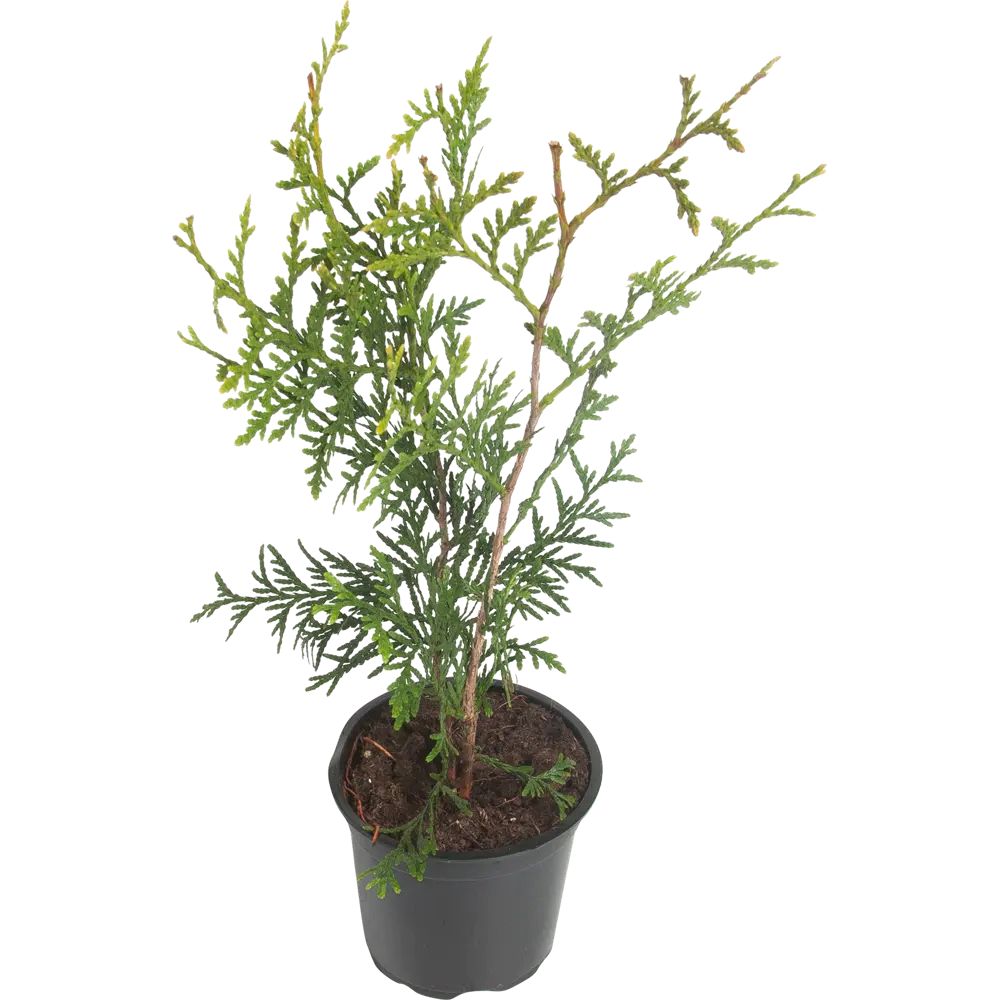 Туя западная «Брабант» 10x25 см 82601603 STLM-2076052 Santreyd 