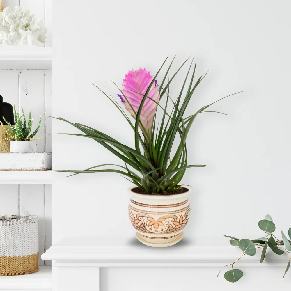 Тилландсия Анита Santreyd - воздушное растение с розовыми соцветиями 82399671 STLM-0026488 - Вид №2