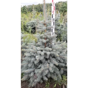 Ель сизая 50x90 см 82550340 STLM-2097404