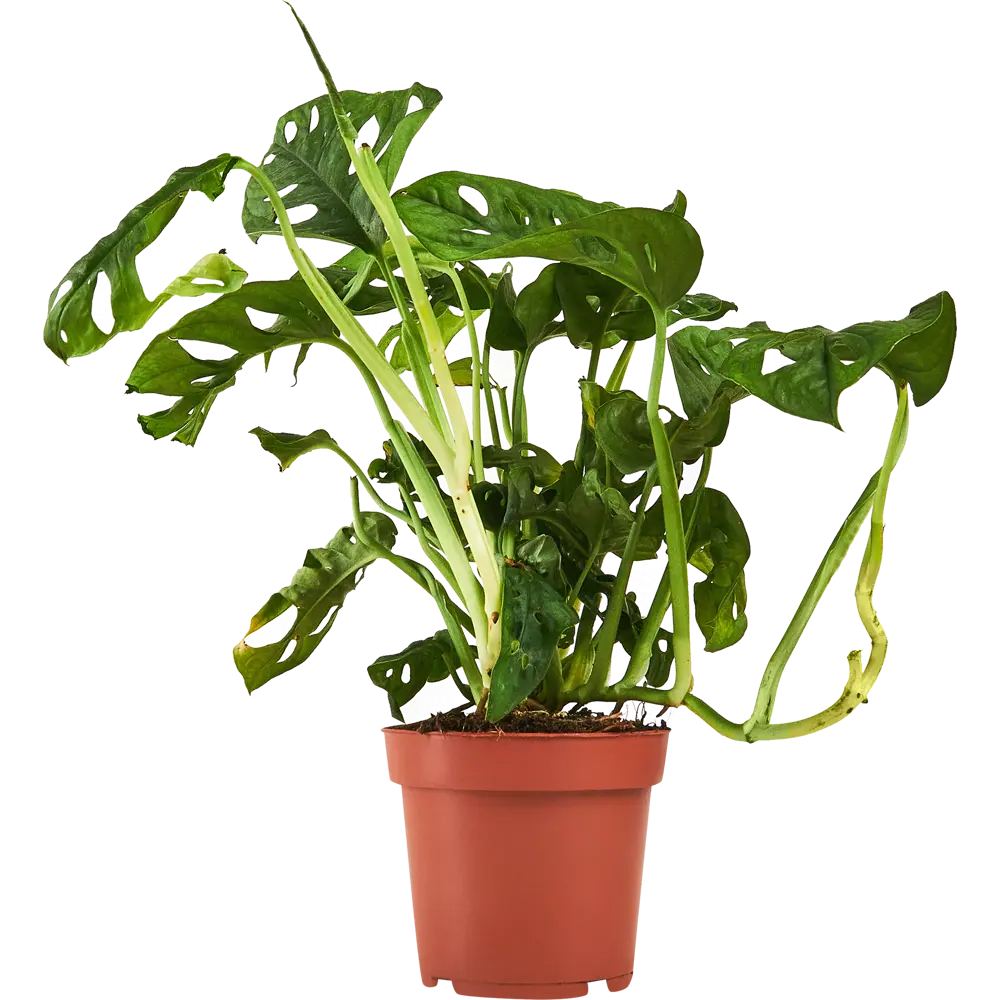 Монстера Адансона Santreyd - экзотическое комнатное растение с резными листьями 87959834 STLM-0949863 - Вид №1