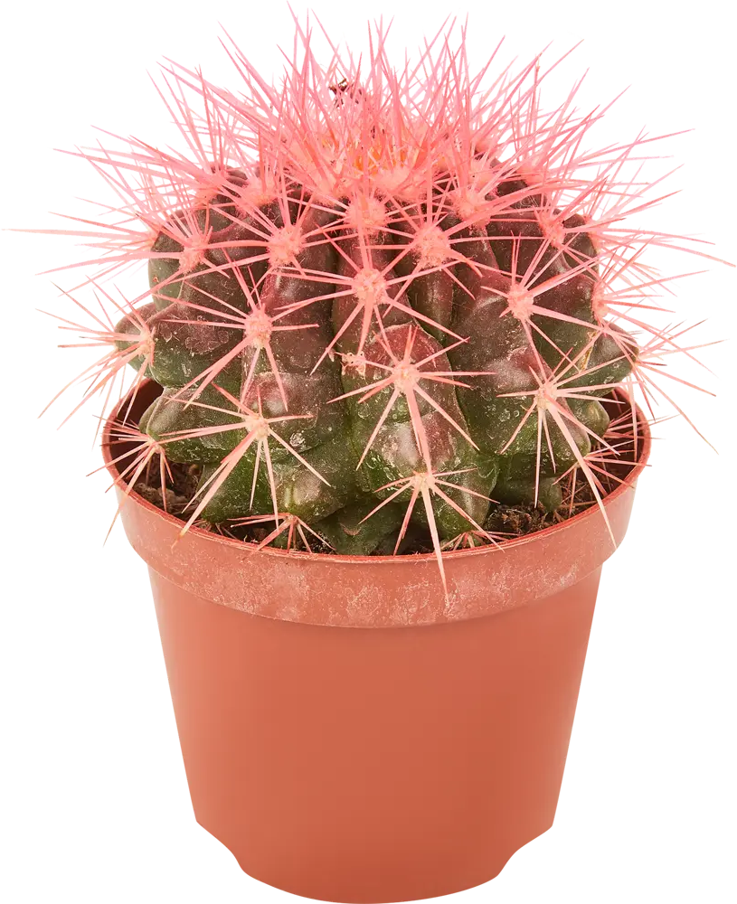 Santreyd Эхинокактус Радуга - живой шар с золотистыми шипами 83985983