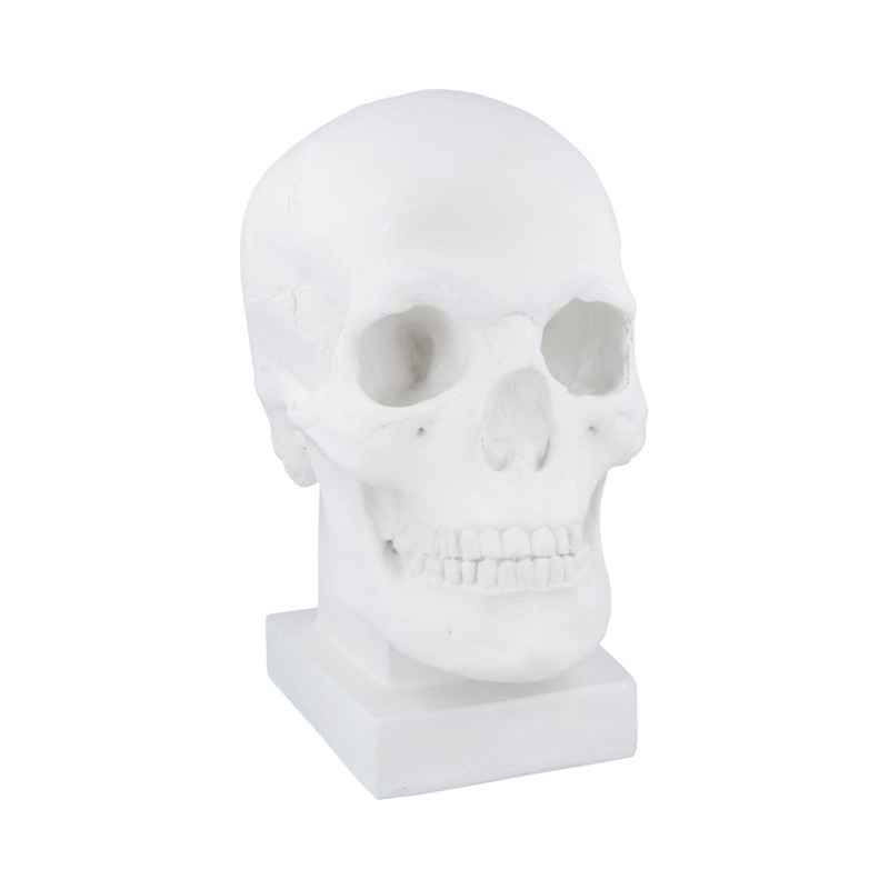 10-122 Череп. Слепок с натурального гипс 19х14х25 см Santreyd 