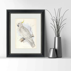 Литография на тонированной бумаге 42х52 см "Белый какаду, литография, 1855г." КАРТИНЫ В КВАРТИРУ  093819 Бежевый;белый;черный;разноцветный