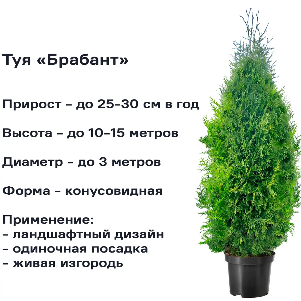 Туя Западная брабант h140-160 см 84266384 STLM-2195537 Santreyd  - Вид №1