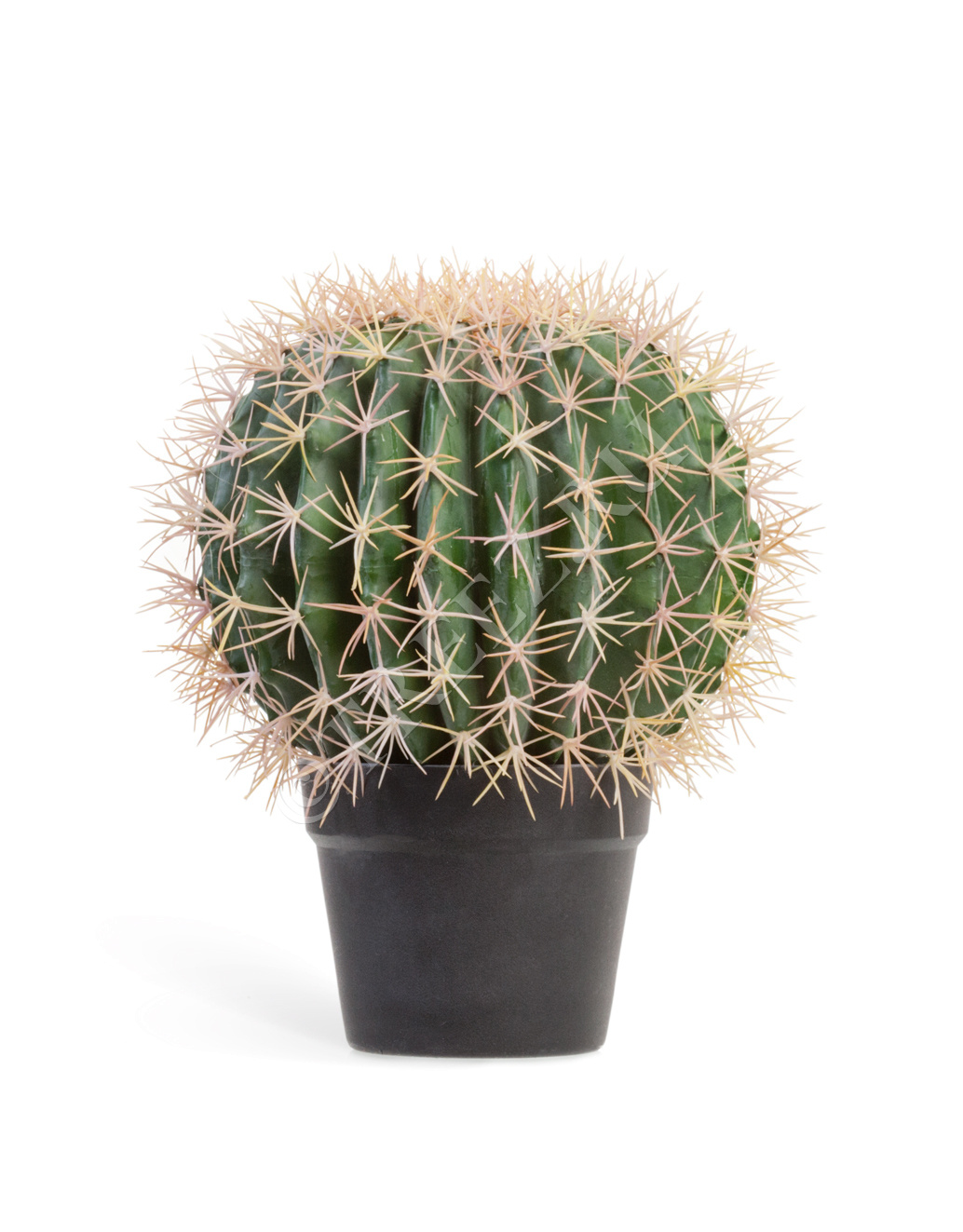 10.091829N Кактус Баррель Цветочная коллекция  - Вид №2