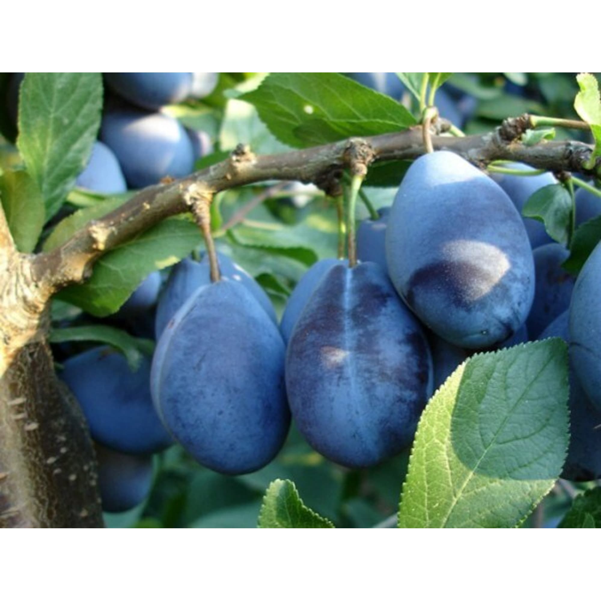 82597134 Слива «Стенлей» C4 высота 140 см Santreyd  - Вид №2