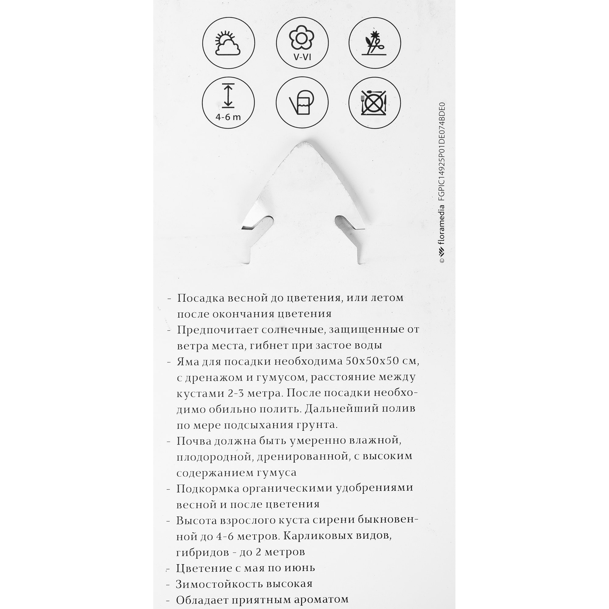 82176153 Сирень обык «Кремлевские Куранты» P9 Santreyd  - Вид №1