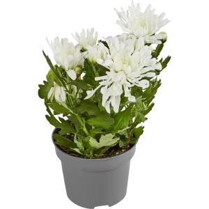 Хризантема Махровая 5 цветов 12x27.5 см 82548599 STLM-2044125