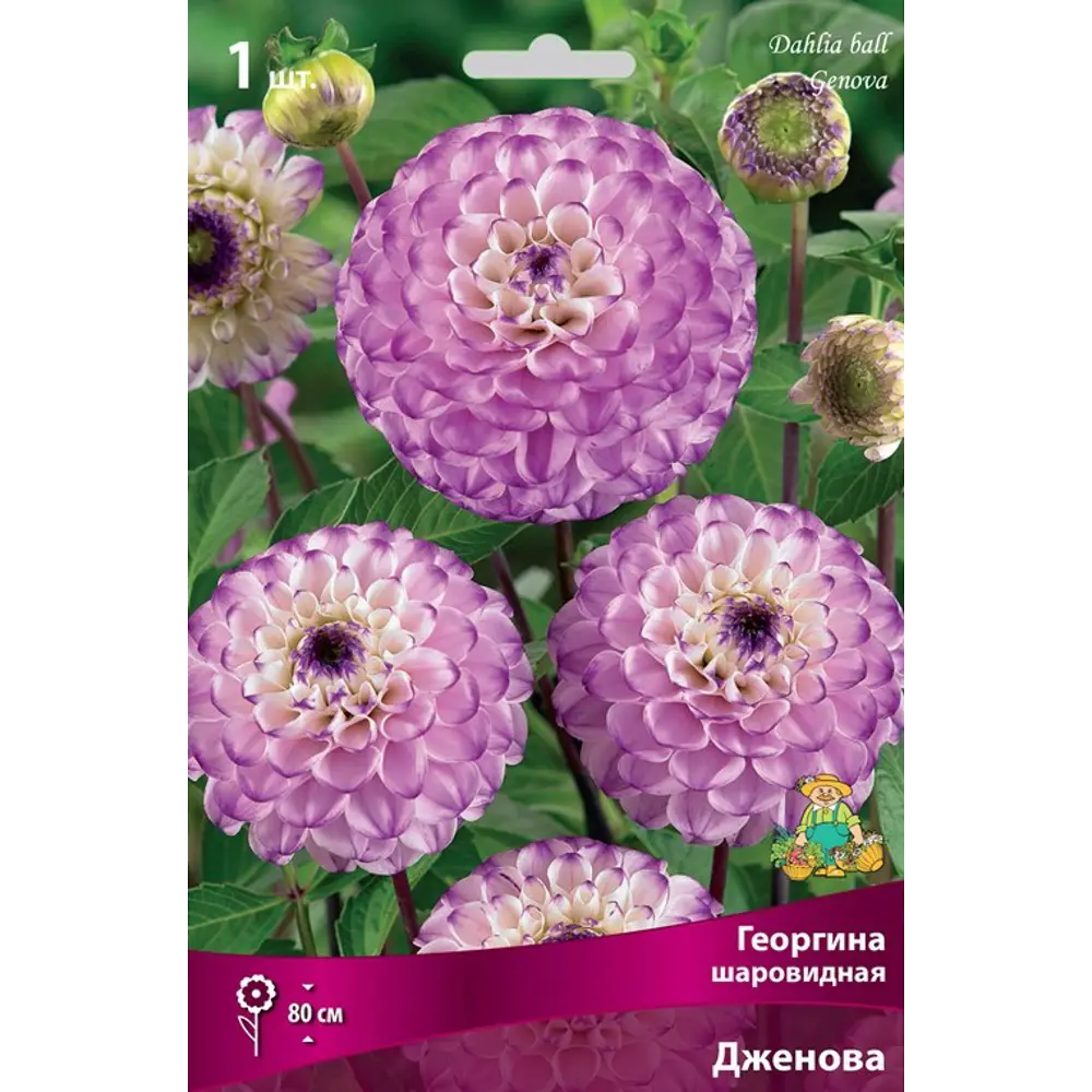 Георгина шаровидная Дженова луковица I 83593771 STLM-2173079 ПОИСК 