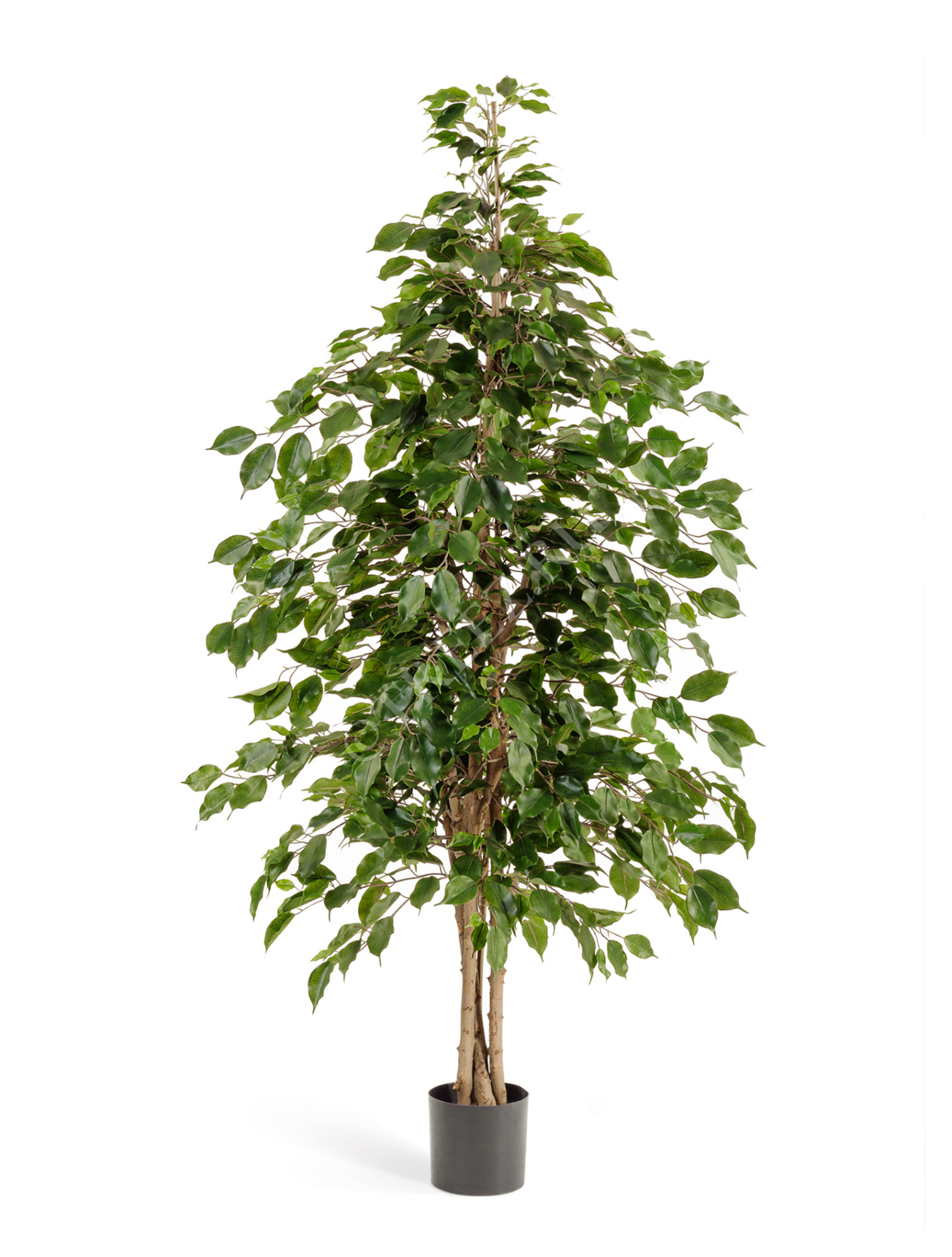 10.32205N Фикус Бенджамина натуральный Цветочная коллекция 