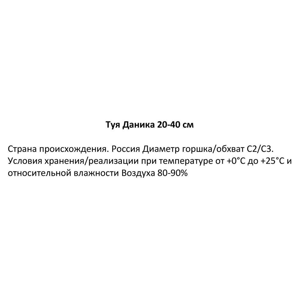 Туя Даника h20-40 см 85320127 STLM-2037380 Santreyd  - Вид №2