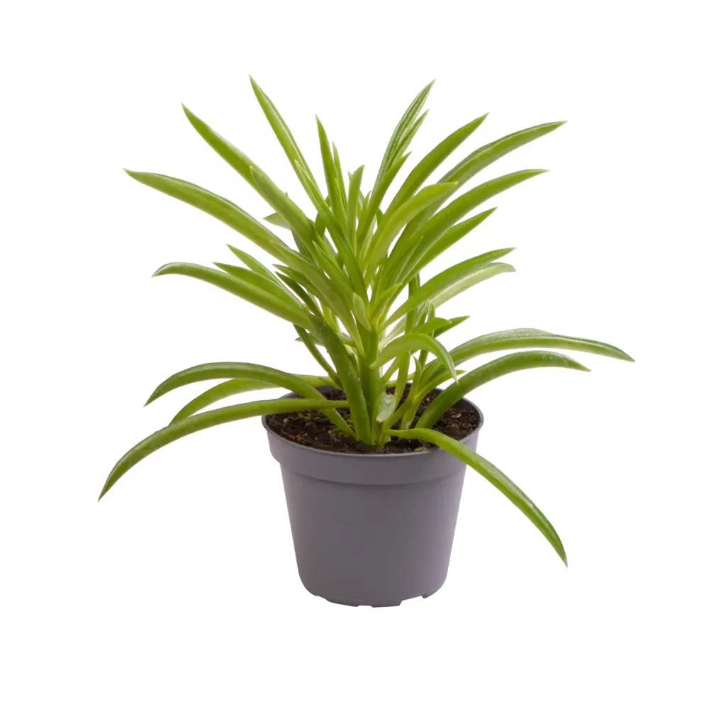 Пеперомия Невада Santreyd — изящное комнатное растение с удлиненными листьями 89375014 STLM-0965003