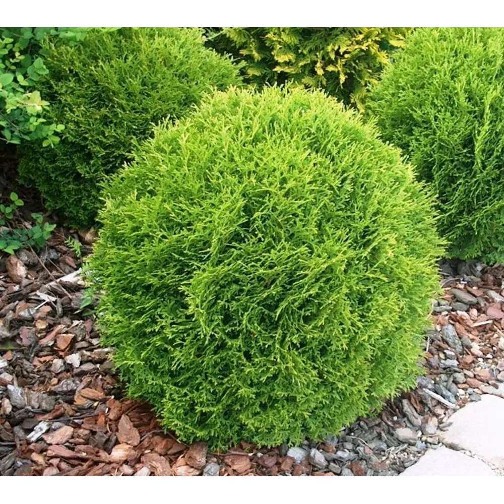 Туя западная Тини Тим ø40 h30 - 40 см PLANTMARKET STLM-2059967