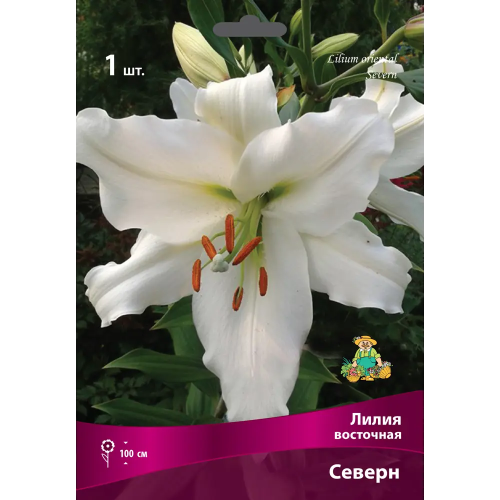 Лилии восточные Северн луковица 16/18 83597478 STLM-2084891 Santreyd 
