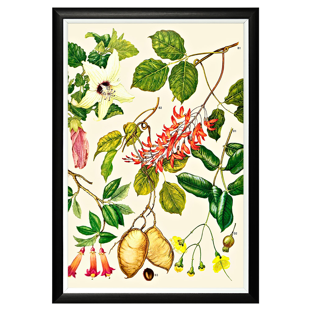 896519659_1818 Арт-постер «Цветочная энциклопедия, глава 22» Object Desire 