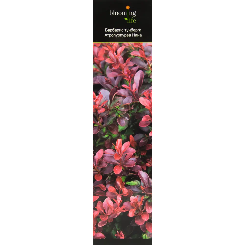 Барбарис Атропурпуреа Нана в тубе 82539540 STLM-2131558 BLOOMING LIFE 