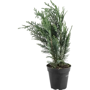 Кипарисовик лавсона «Колумнарис» C1 35-40 см