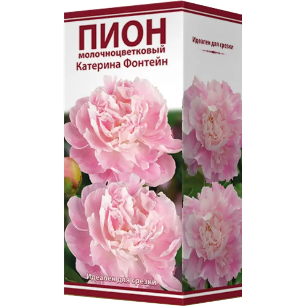Пион молочноцветковый «Катерина Фонтейн», размер луковицы I 82319604 STLM-2158537 Santreyd  - Вид №1