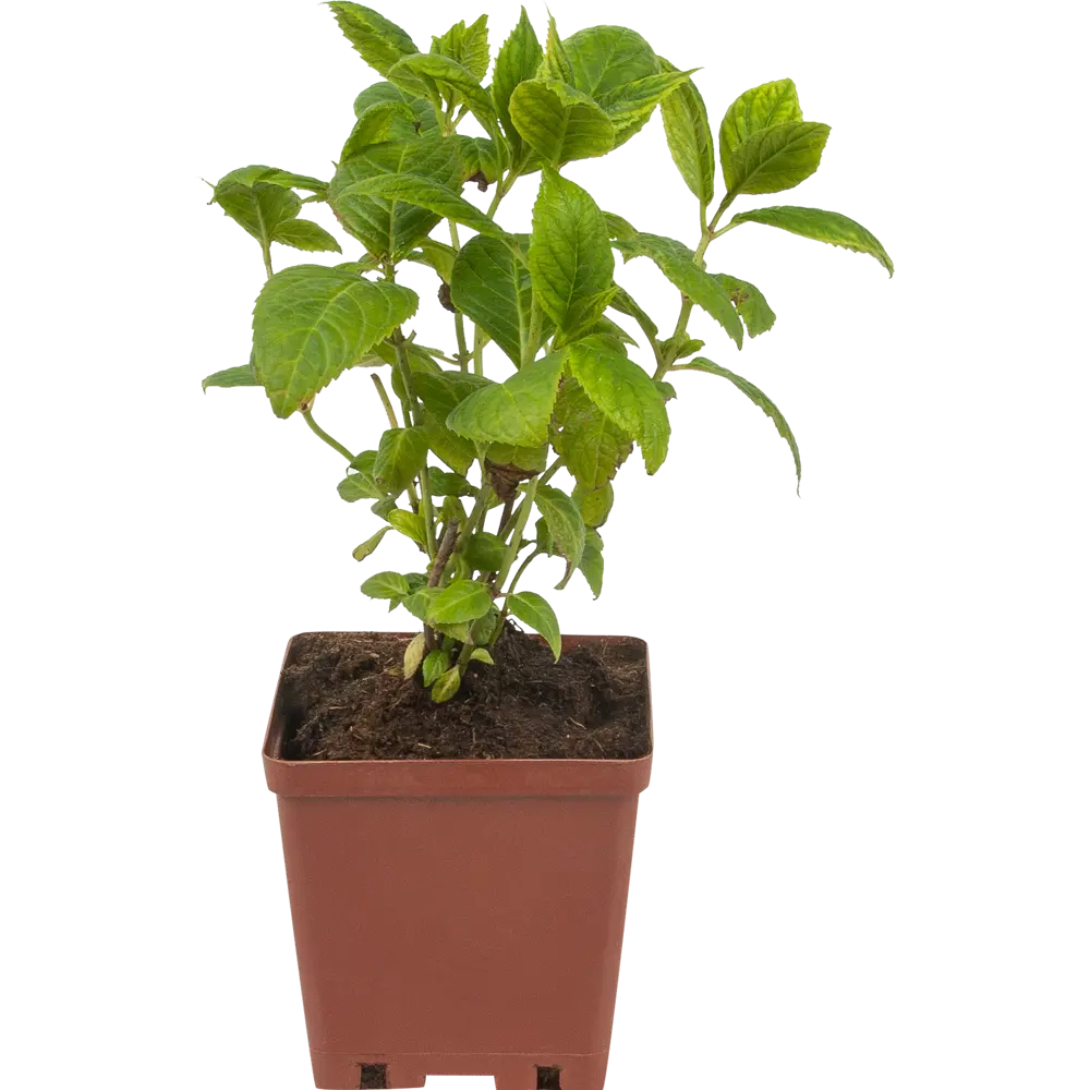 Гортензия крупнолистная 15x20 см 82594843 STLM-2113558 Santreyd 