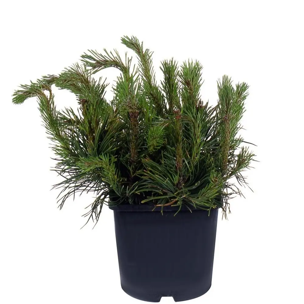 Сосна горная Мугус ø19 h30 см 84834218 STLM-2183451 PLANTMARKET 