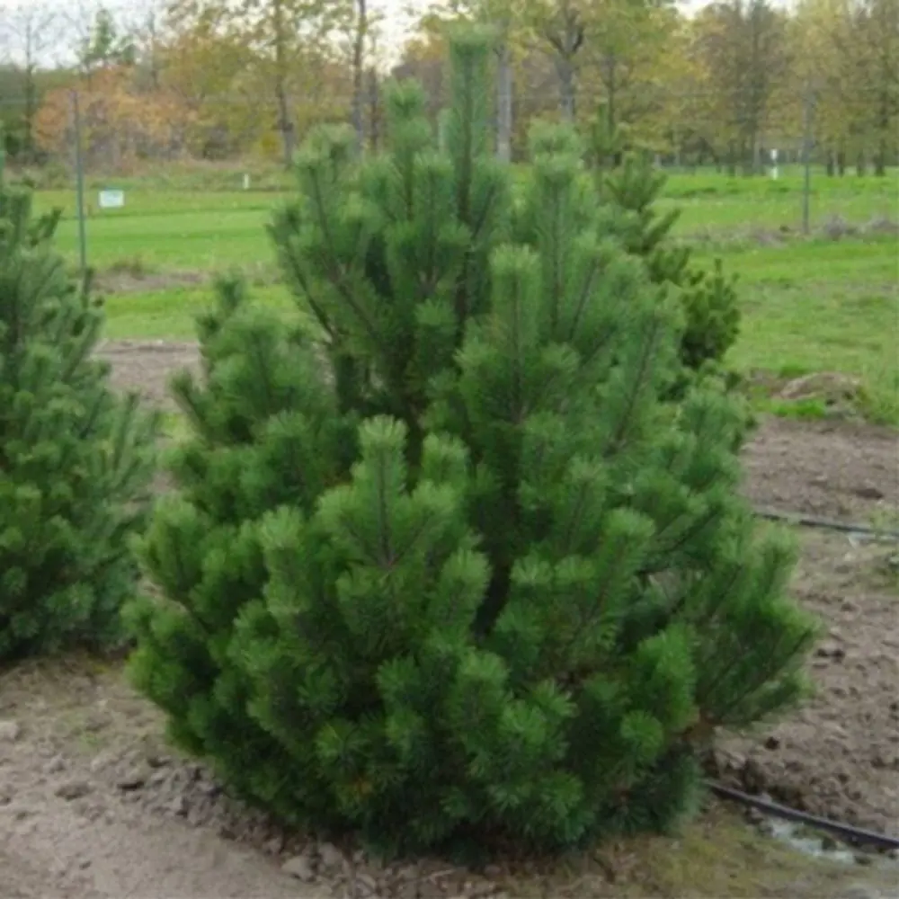 Сосна горная Мугус ø22 h25 - 30 см 87691143 STLM-2074479 PLANTMARKET 